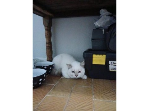 British shorthair 3 aylık