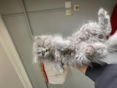 British longhair 2 aylık erkek