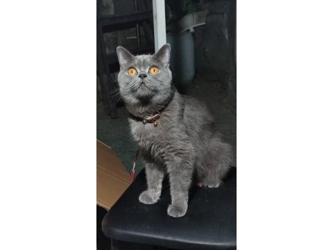 Safkan british shorthair son iki yavrumuz