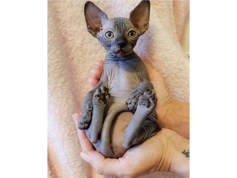 Sfenks tortie ve pembe renk orjinal yavrularımız