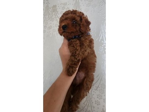 Bebek yüzlü toy poodle yavru