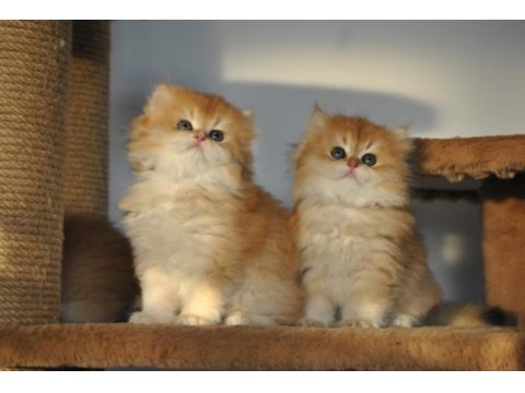 Safkan 2 aylık golden british longhair bebekler