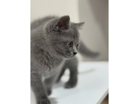 İki aylık yavru kedi british shorthair
