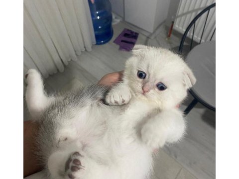 A kalite scottish fold bebişler