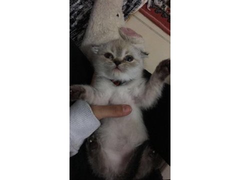 Scottish fold miniğimi sahiplenmek isteyen