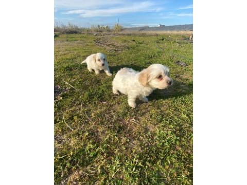 Irk ve sağlık garanti orjinal maltipoo bebeğimiz