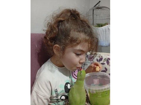 Pakistan papağanımız 1 yaşında