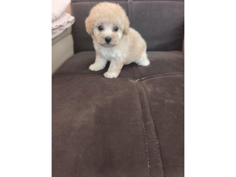 Anne altından apricot poodle bebek