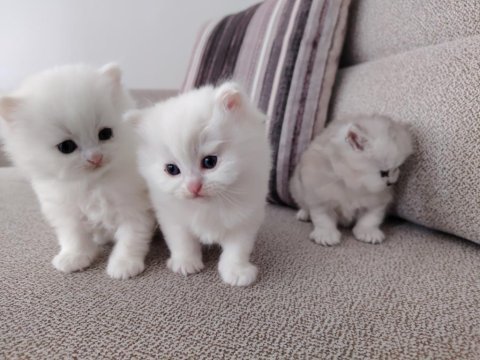 Kar beyazı british longhair yavrular