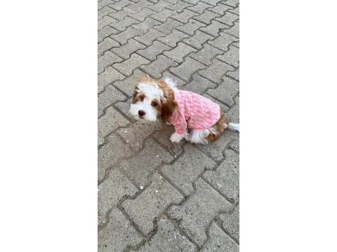 4 aylık maltipoo