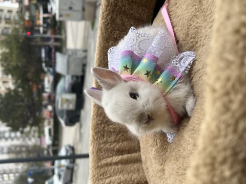 Cücelerimiz yeni renkler hazır 