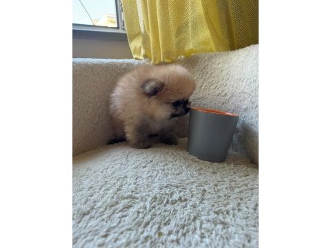 Sağlık ve ırk garantili pomeranian boo