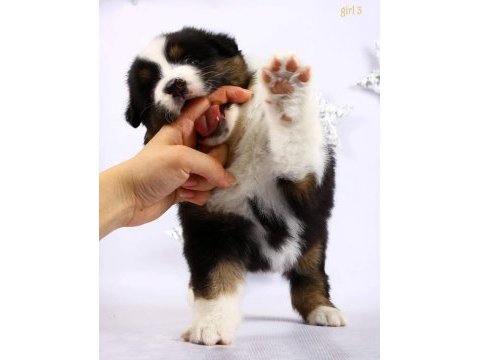 Birinci sınıf bernese yavruları