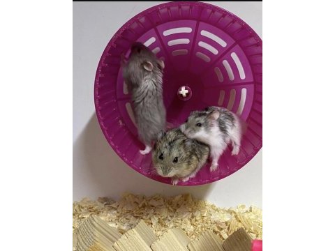 İndirimli kafes ve yavru hamster