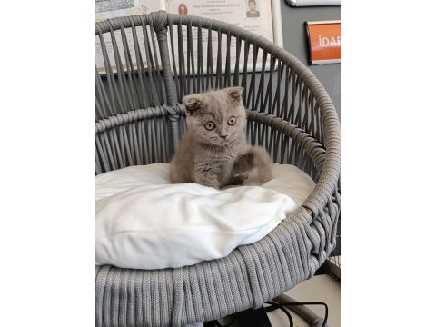 Scottish fold lilac