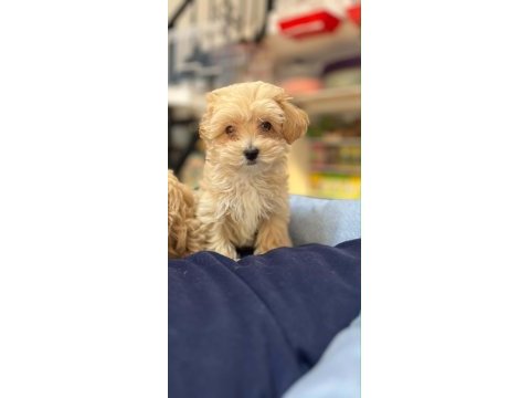Tüy dökmeyen hipoalerjenik teacup maltipoo yavrular