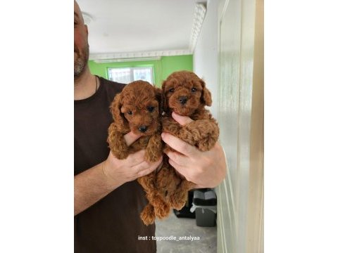 A kalite toy poodle yavrularımız