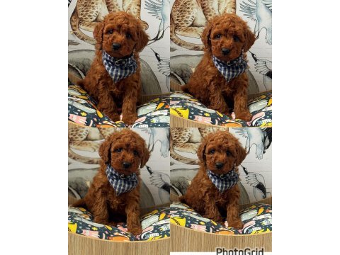 Toy poodle yavrular