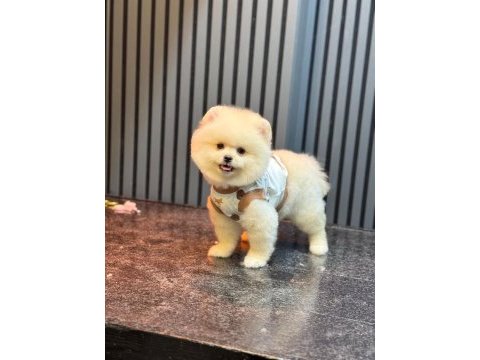 Sağlık ve ırk garantili pomeranian