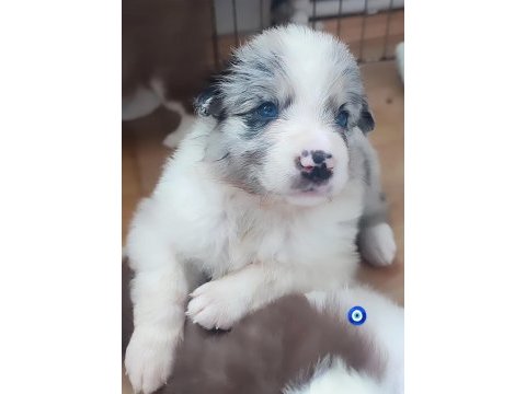 Çok kaliteli border collie yavruları istanbul
