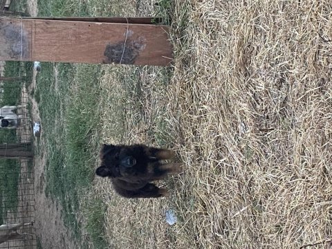Orjinal siyah maske alman çoban köpeği yavruları