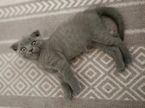 Evdeki sevimli scottish fold kuyruğum
