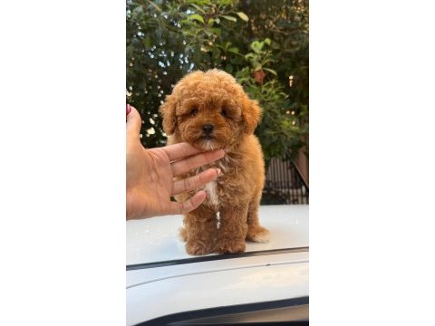 Maltipoo korean