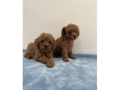 Saf ırk zarafeti poodle