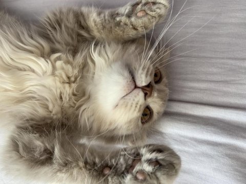 Scottish fold