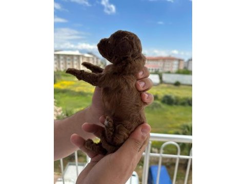 Tea cup toy poodle yavrular