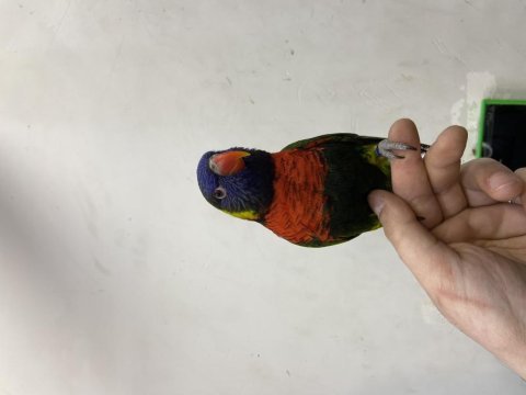 Full evcil konuşan geveze lori papağanı
