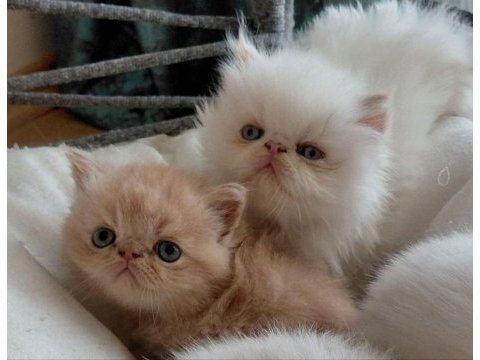 Safkan tertemiz kan taşıyan exotic shorthair yavrular