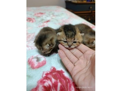 Safkan evde bakılan scottish fold yavrular