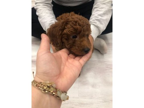 Erkek 3 aylık red poodle iyisini isteyene