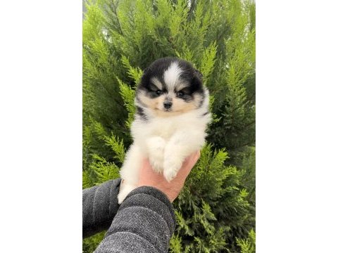 En özeli bizim olsun diyenlere three color pomeranian