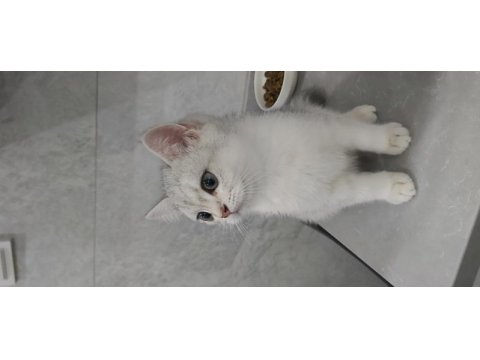 British shorthair kedisi şeker yeni yuvasını arıyor