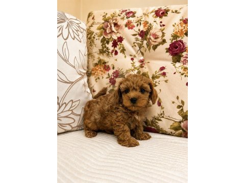 Micro teacup maltipoo