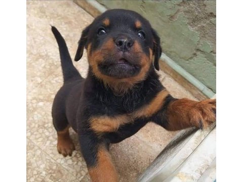 En iyi rottweiler yavruları