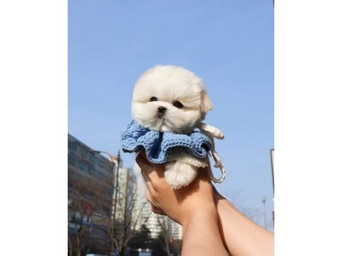 Teacup maltese terrier yavrularimiz