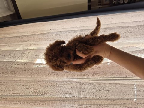 Kore erkek poodle yavrumuz