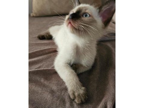 Erkek siyam kedisi yavru aşıları tam