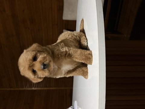 Üst kalite maltipoo yavrularımız 