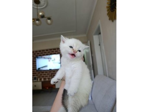 British shorthair uygun