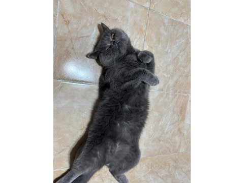 Scottish fold kısırlaştırmış erkek kedimiz yuva arıyor