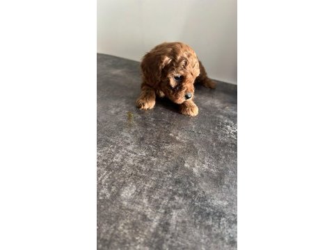 Toy poodle yavrular