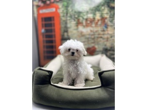 Kore kan teacup erkek maltese terrier yavrumuz
