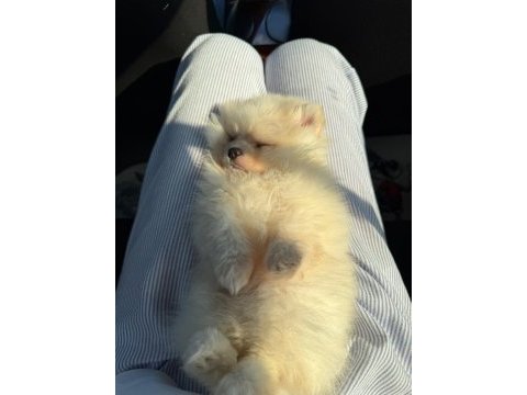 Pomeranian 3,5 aylık yavru köpeğimiz