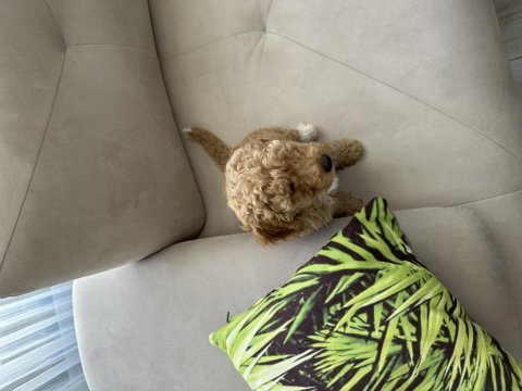 2 buçuk aylık poodle