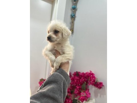 Maltipoo yavrum 55 günlük