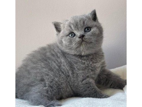 Topaç kafa gri british shorthair